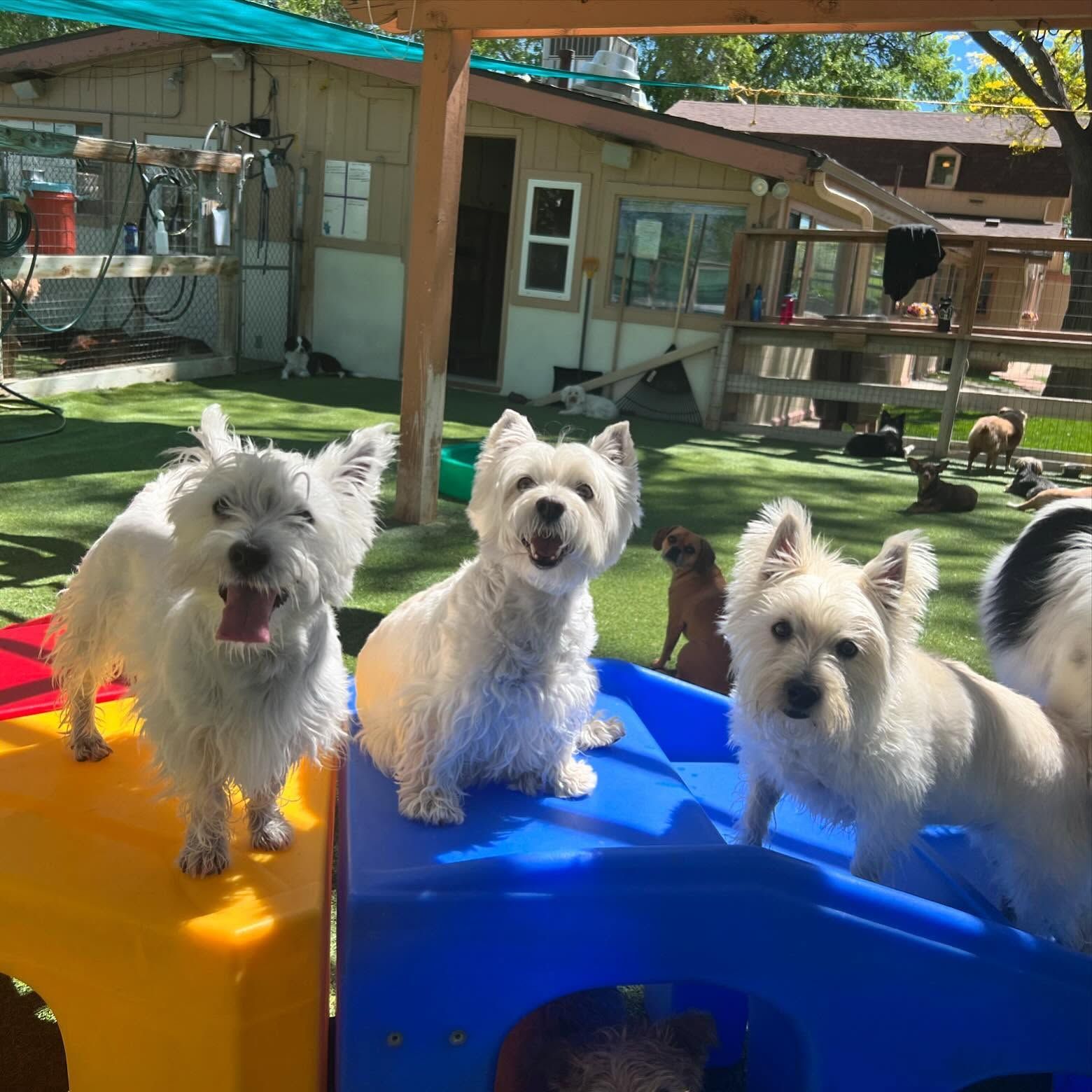 A group of small white dogs are standing on a blue and yellow ramp