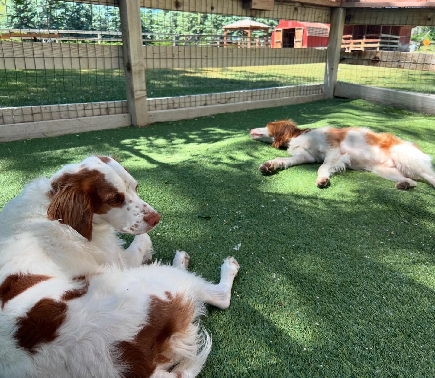 Two brown and white dogs are laying on the grass
