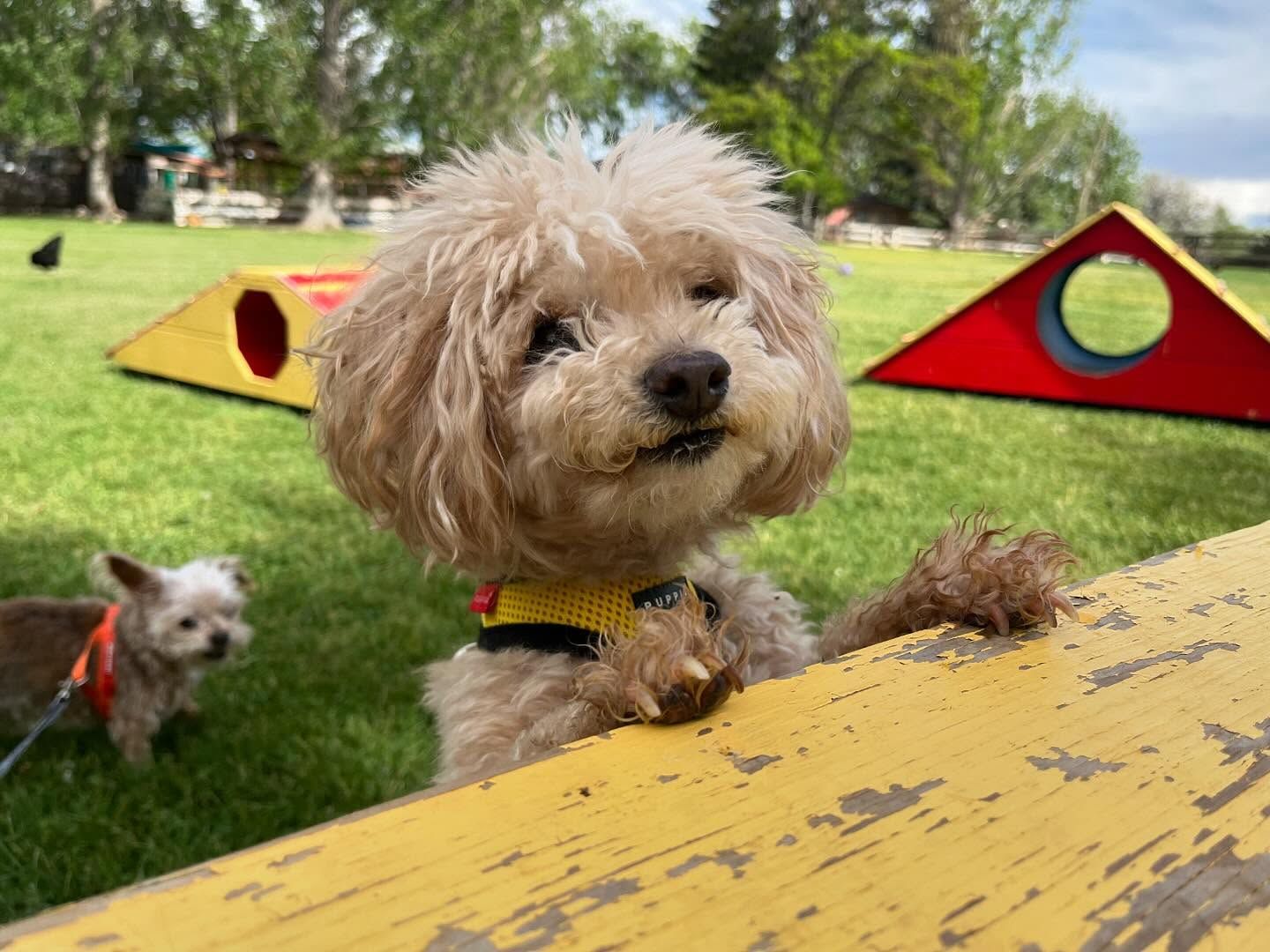 A small Toy Poodle dog is standing next to a yellow table