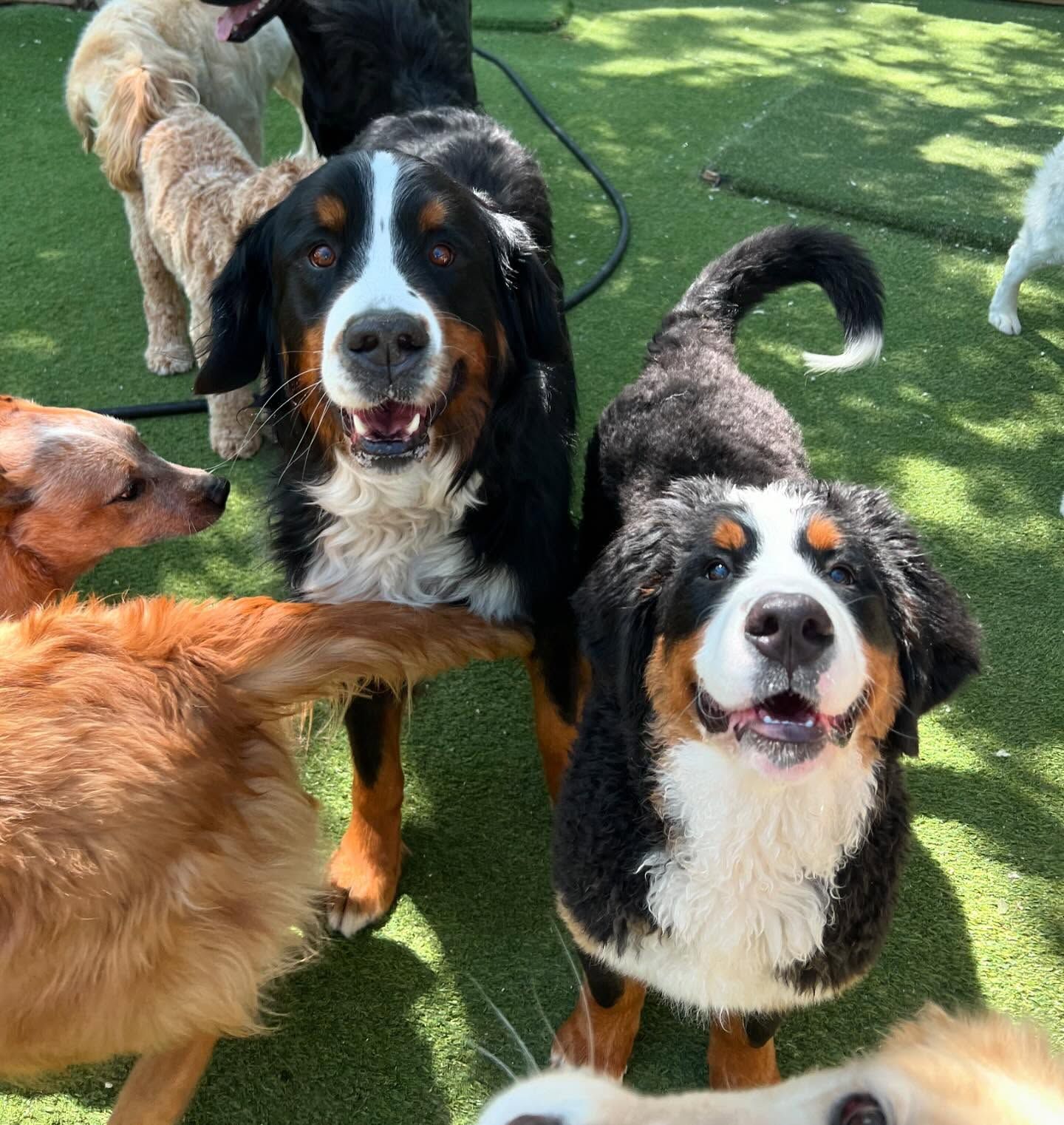 A group of dogs are standing on a lush green field