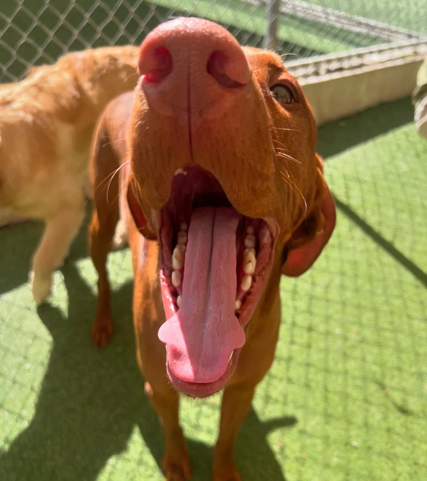 A close up of a dog with its mouth open and its tongue hanging out