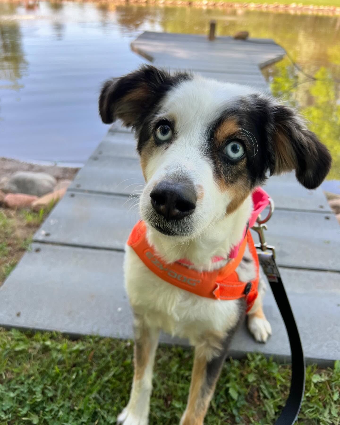 A black and white dog is standing on a dock near a body of water
