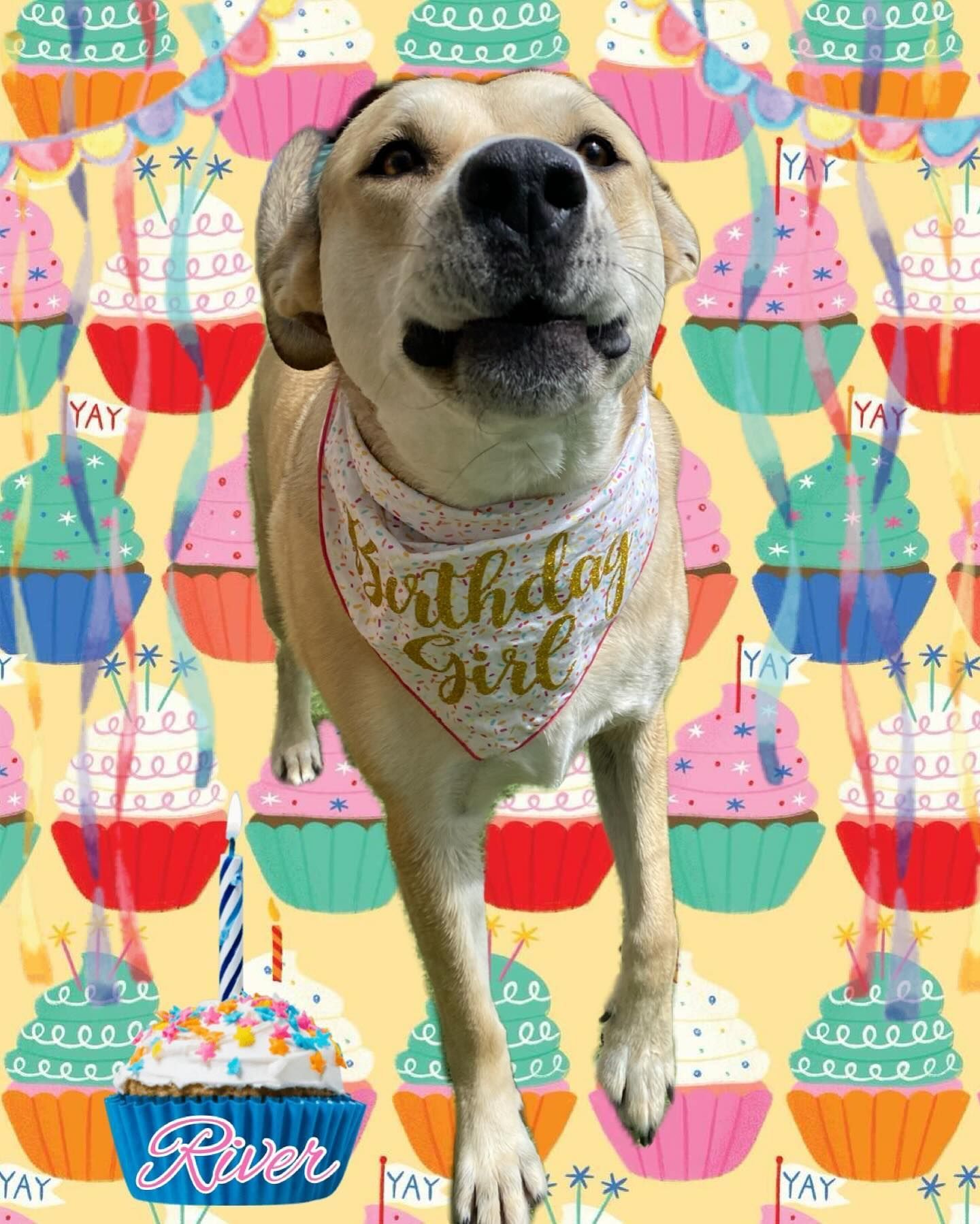 A dog wearing a bandana that says birthday girl