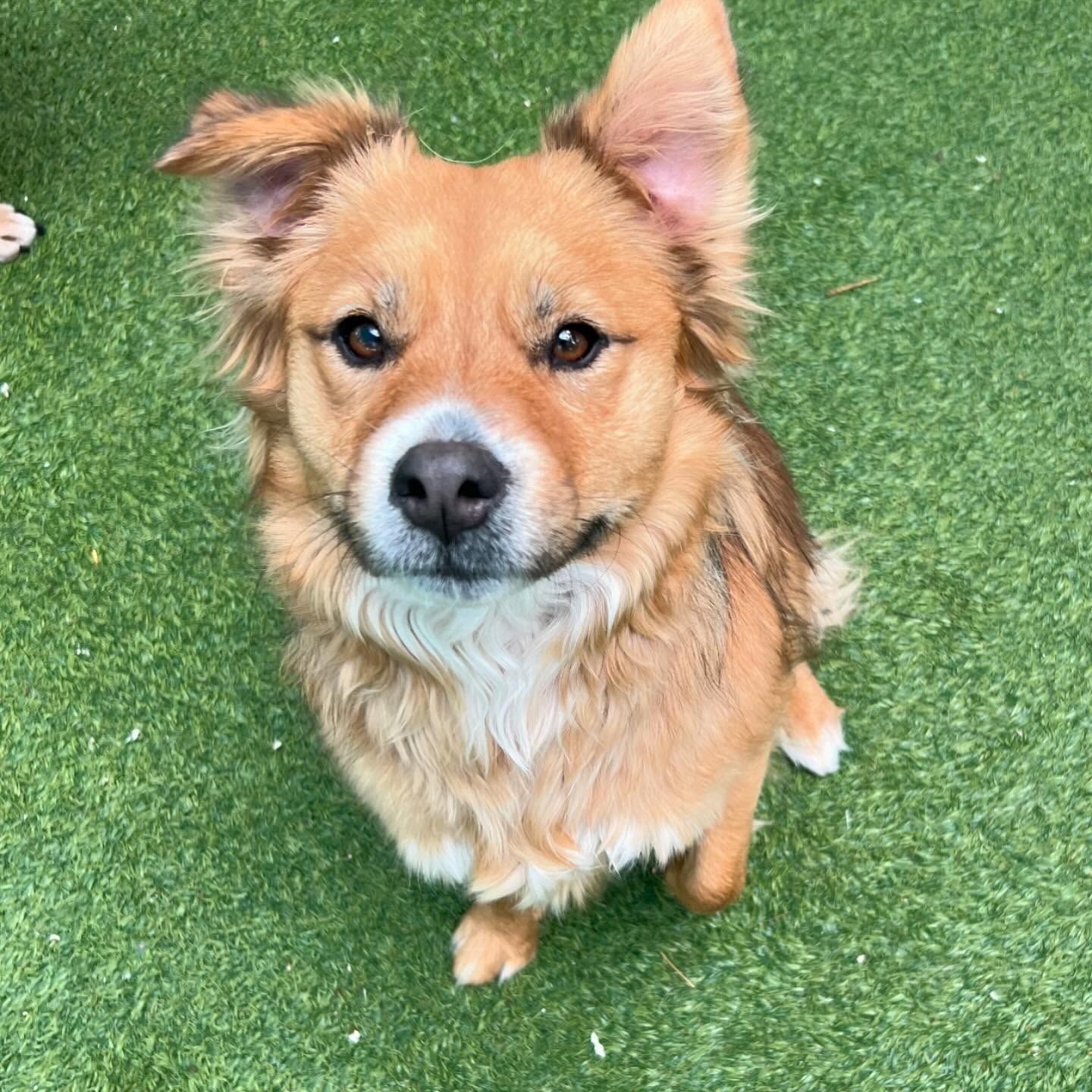 A brown and white dog is standing on a grassy field
