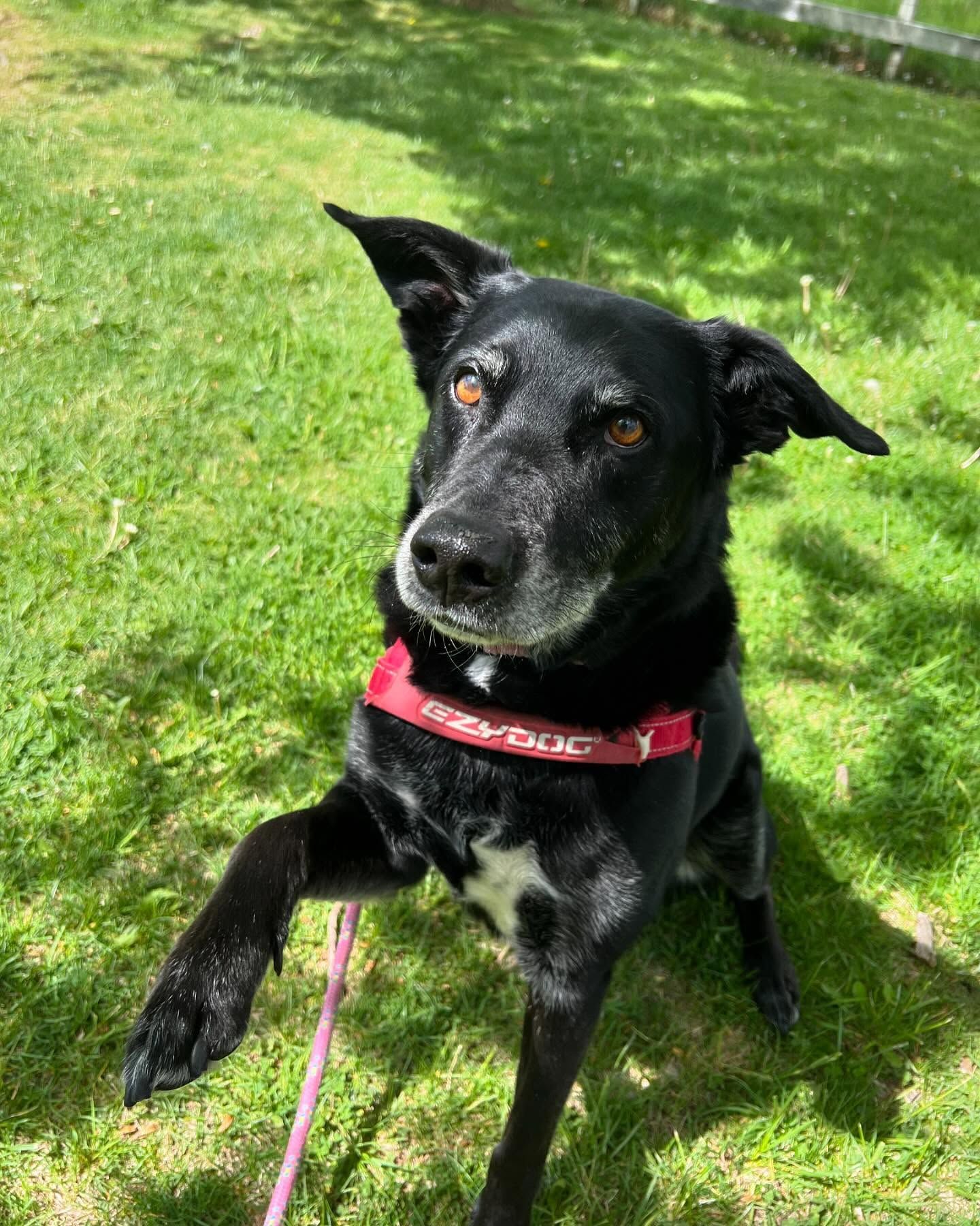 A black dog wearing a red collar is laying on the grass