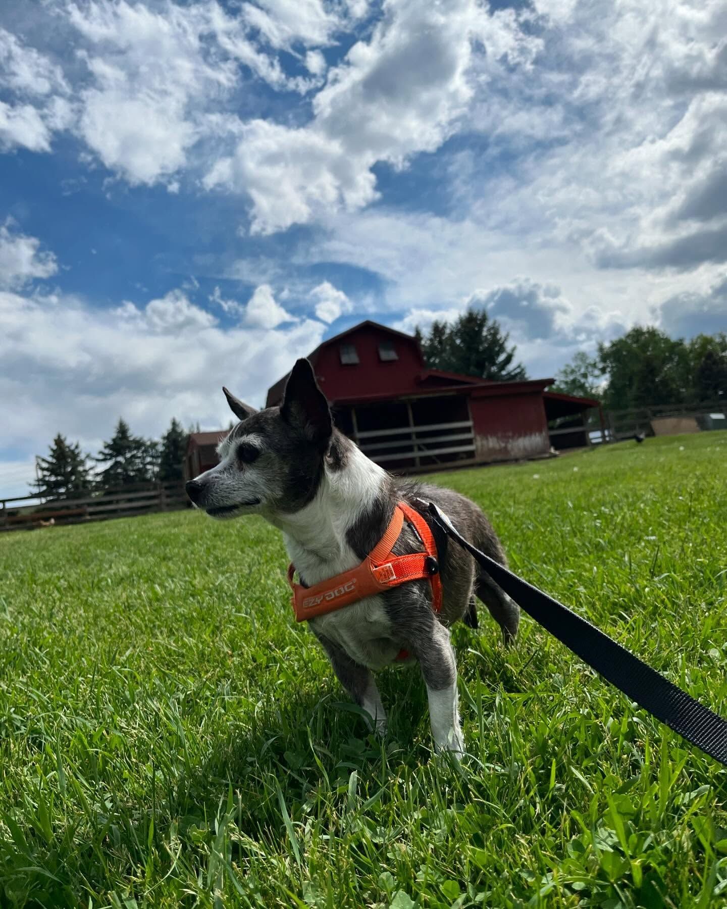 A small dog is standing in a grassy field with a red barn in the background