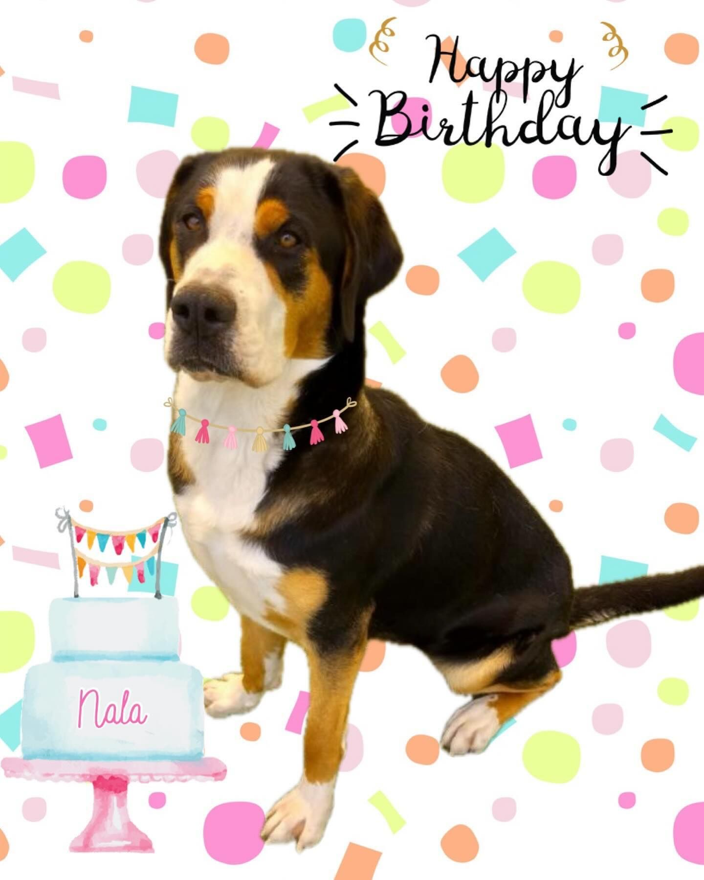 A dog is sitting next to a birthday cake