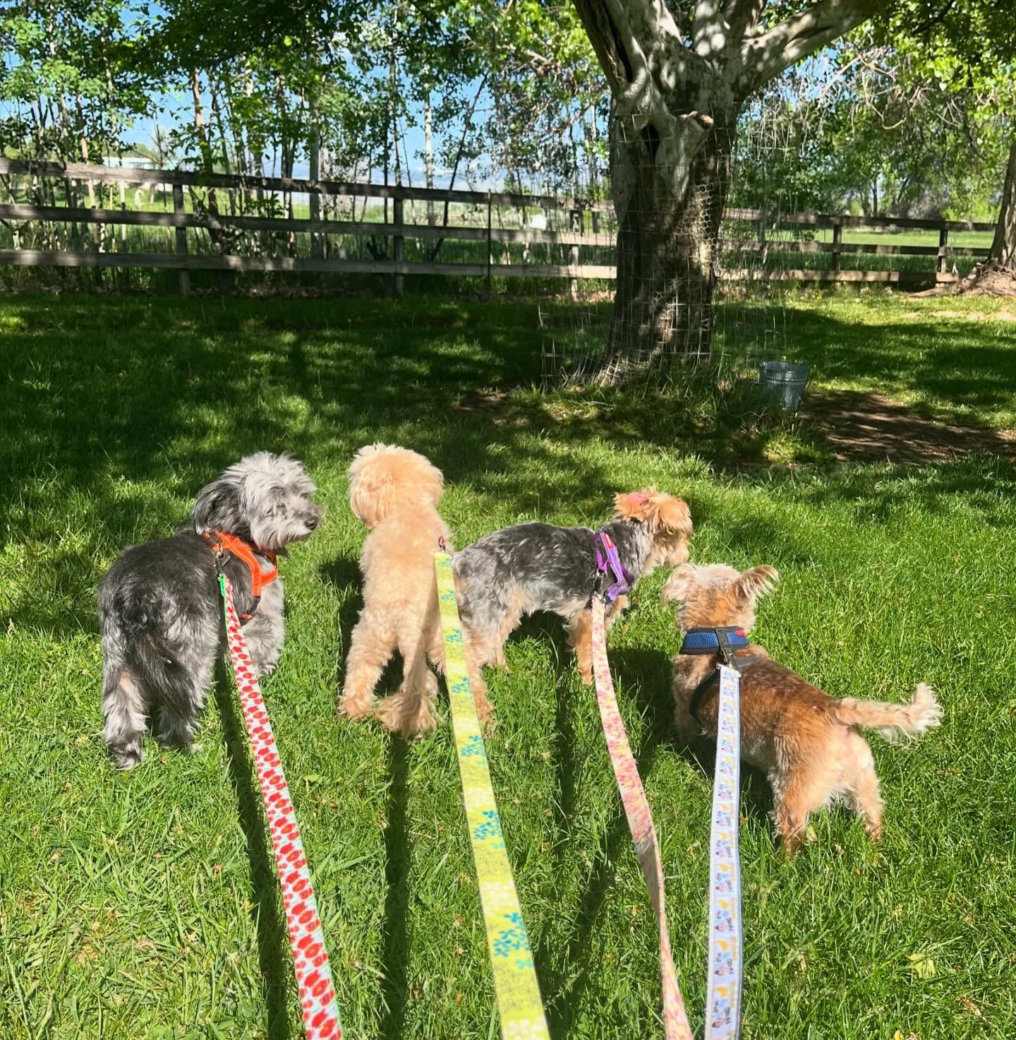 A group of small dogs standing next to each other on leashes