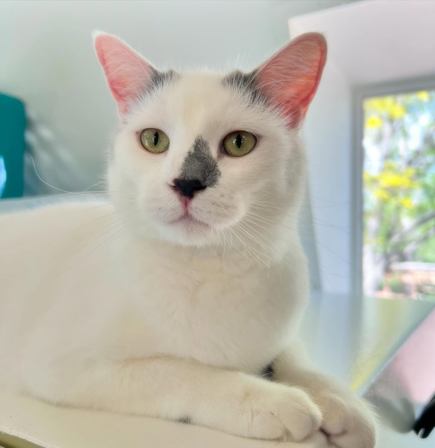 A white cat with green eyes is laying down on a table