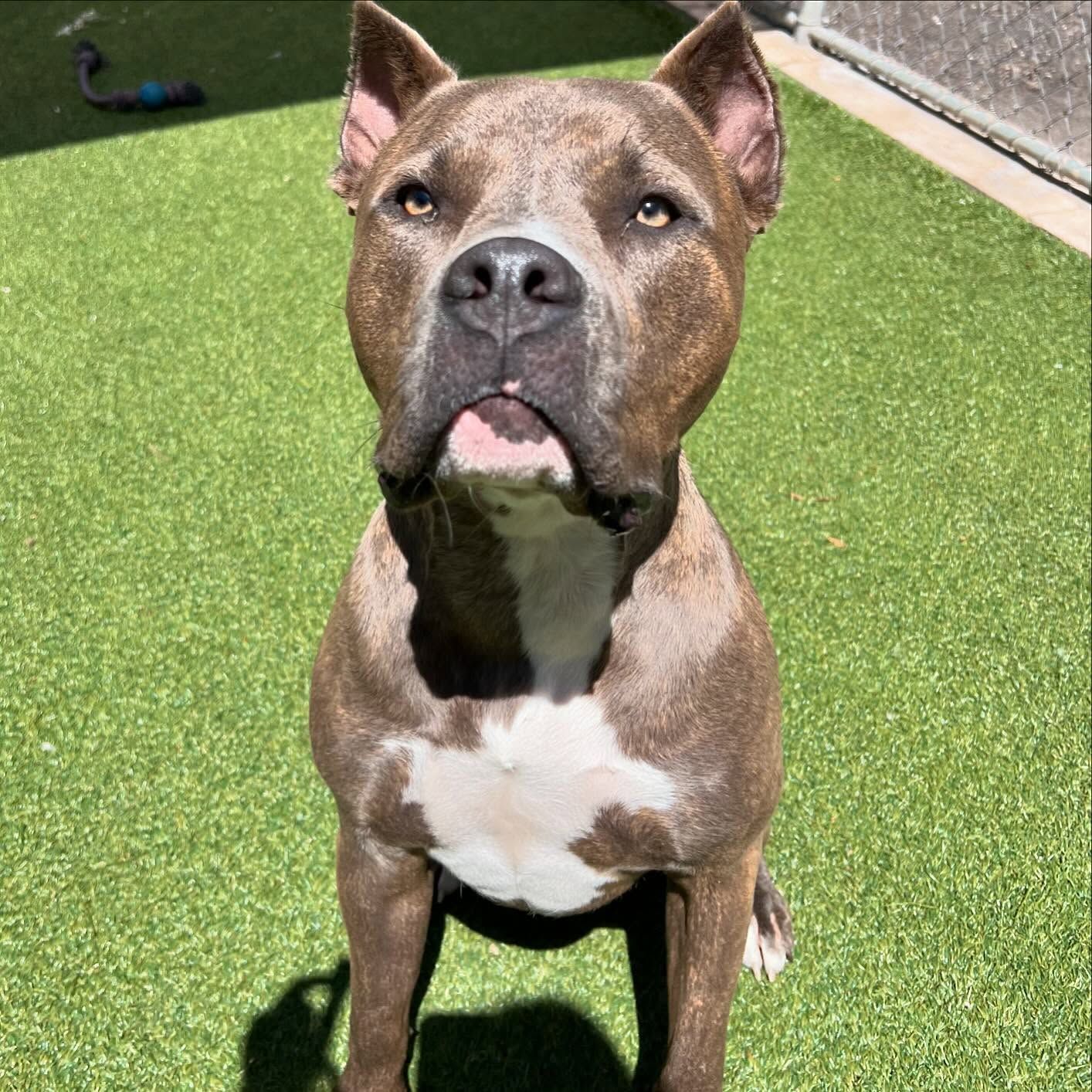 A brown and white dog is sitting on a grassy field