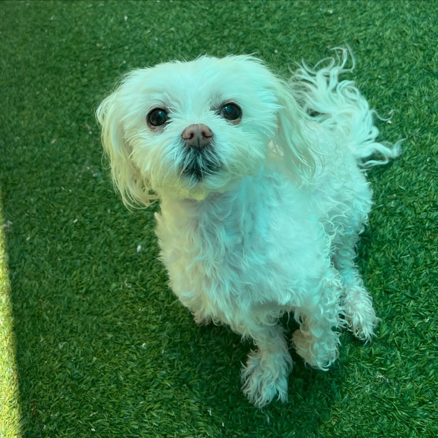 A small white dog is standing on top of a grassy field