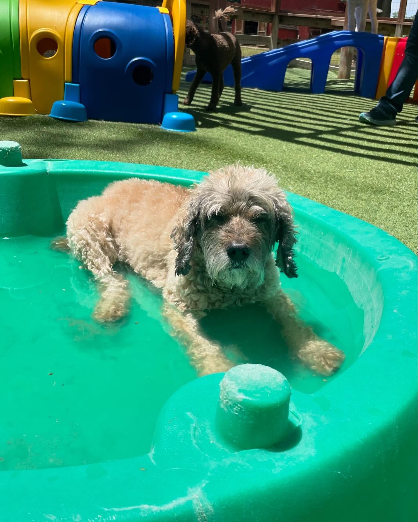 A dog is laying in a green bathing tub