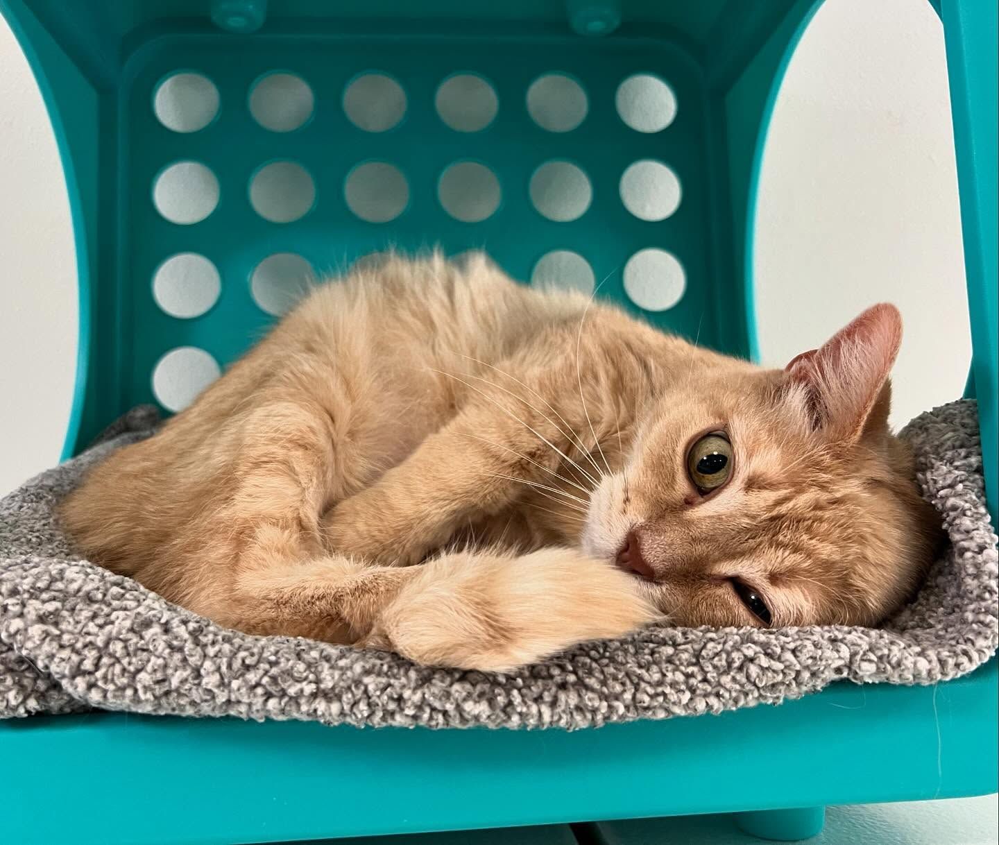 A cat is laying on a blanket in a blue cat kennel