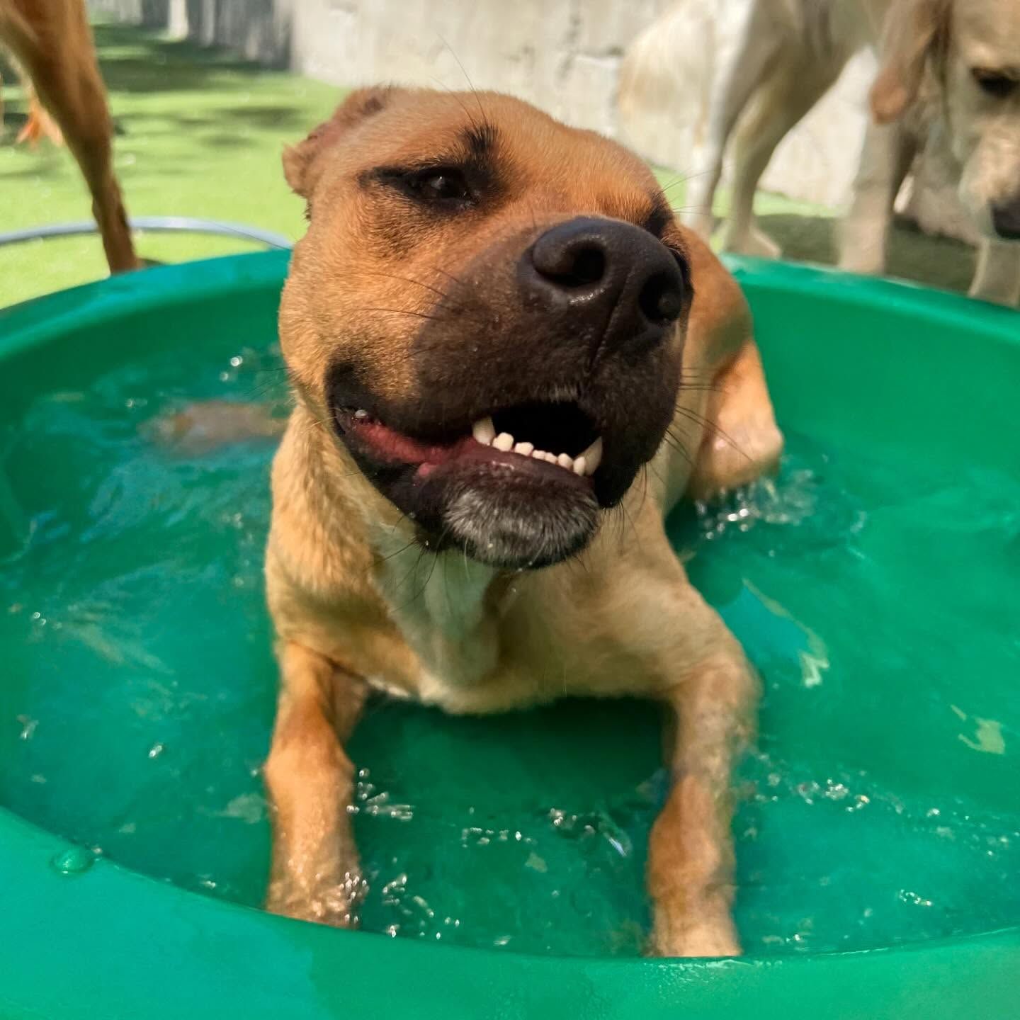 A brown dog is laying in a green bathing tub