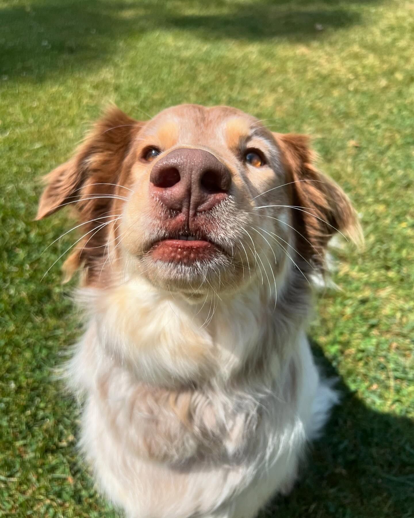 A brown and white Australian Shepherd dog