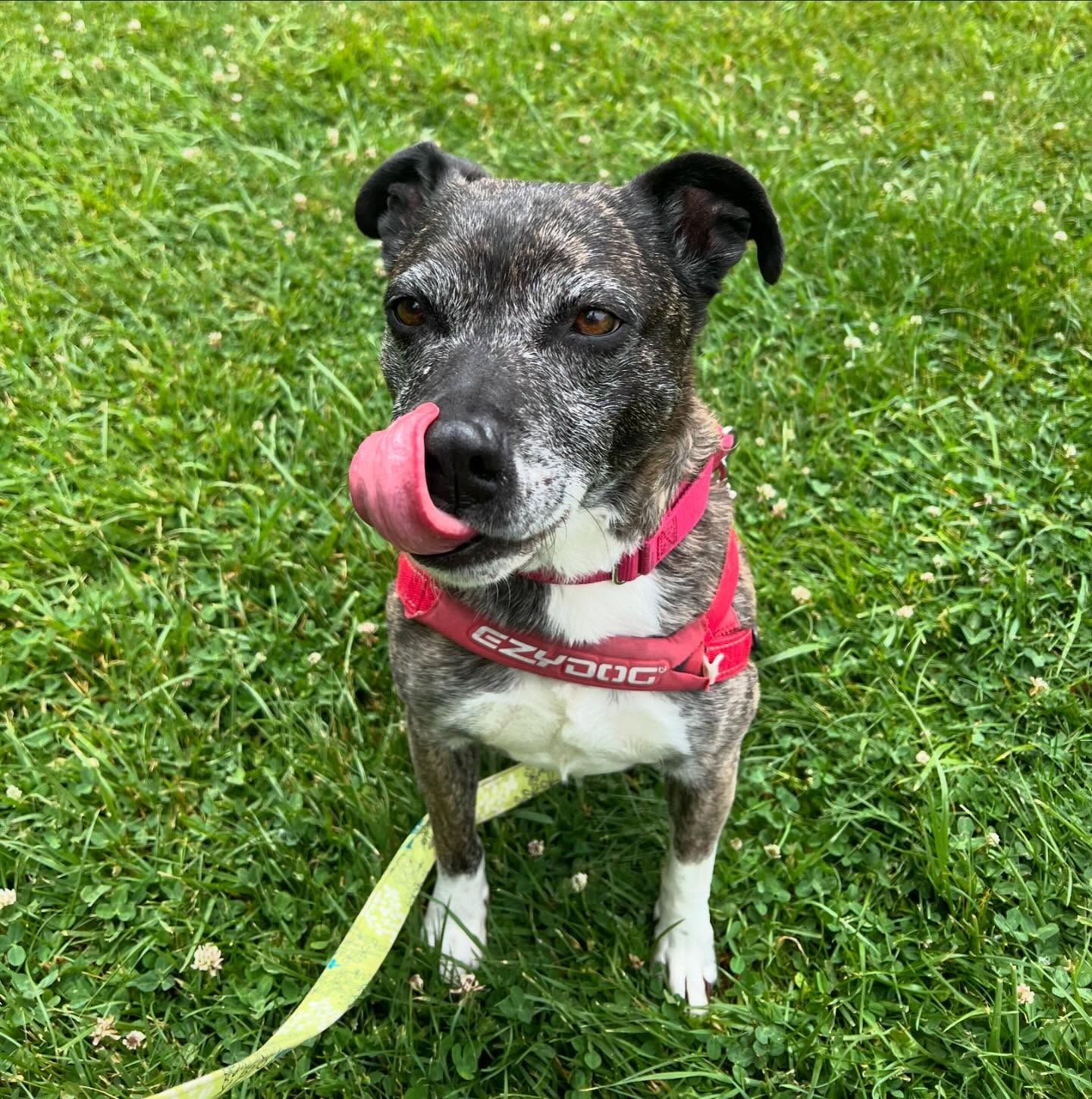 A dog is licking its nose while standing on a grassy field
