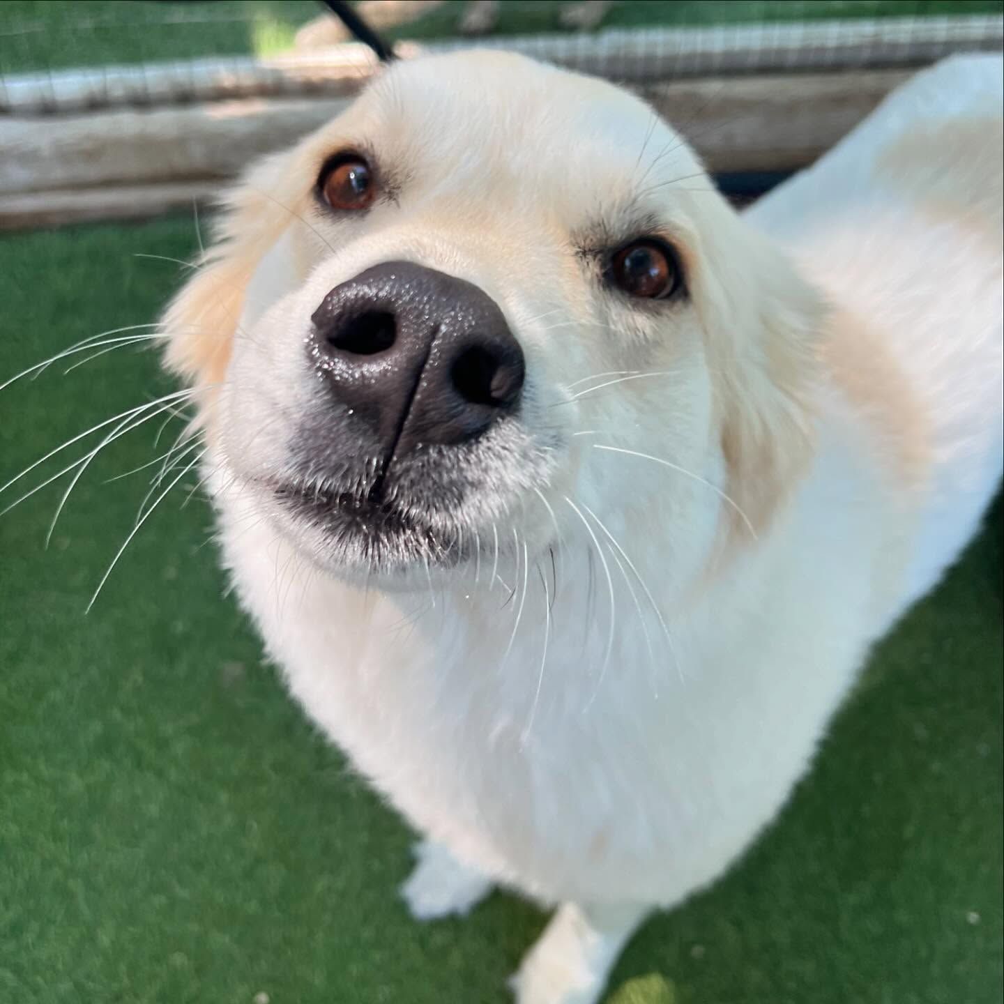 A close up of a white dog looking up at the camera