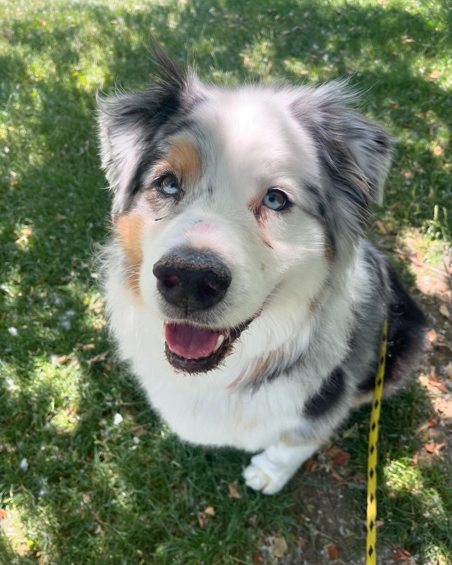 A dog is sitting on the grass and smiling at the camera