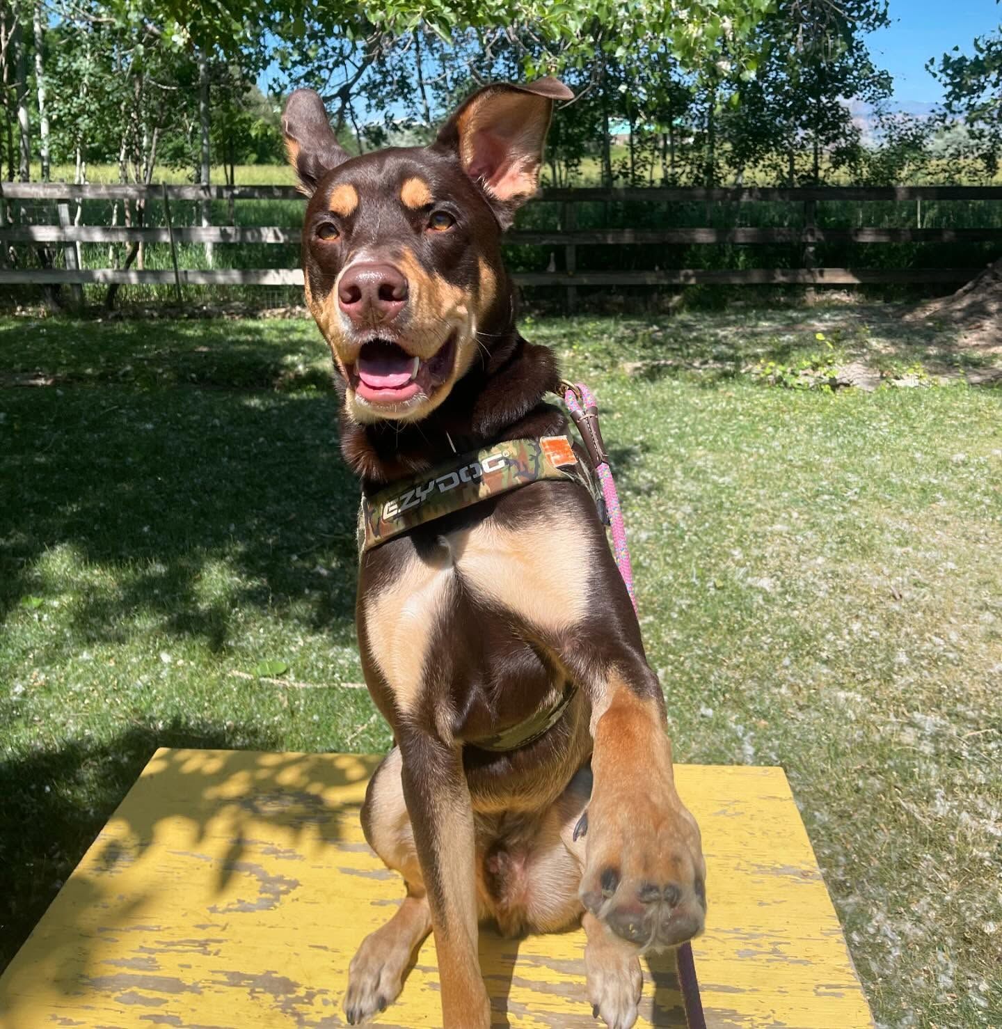 A brown and tan dog is sitting on a yellow surface