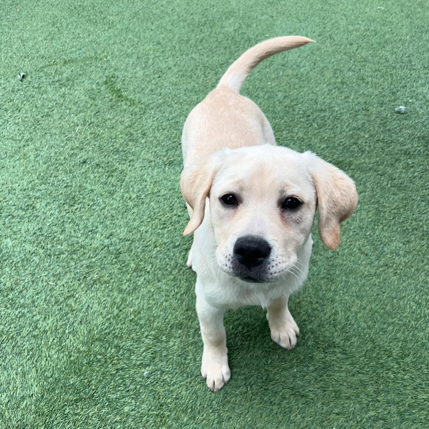 A puppy is standing on a lush green field and looking at the camera