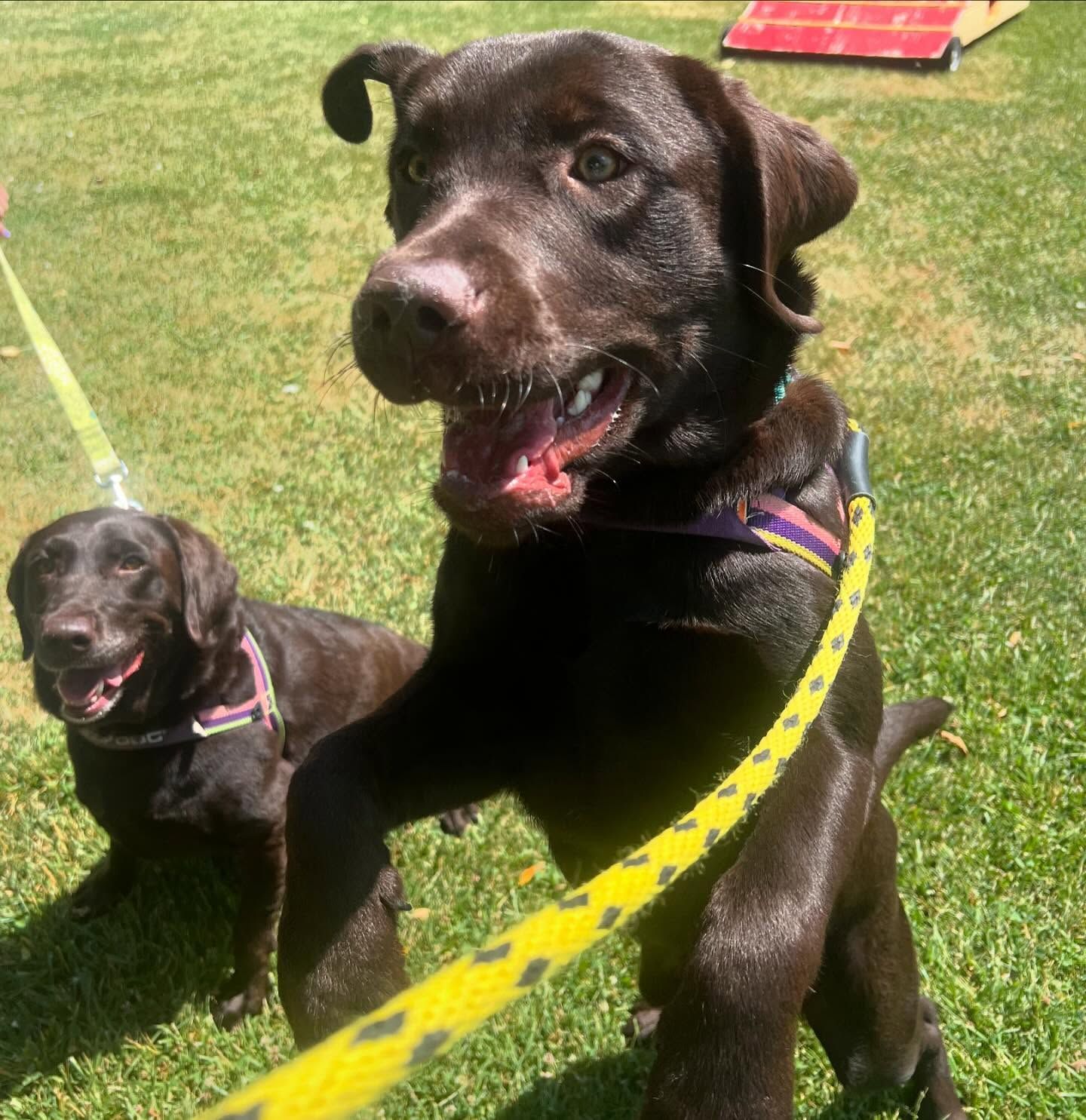 Two brown dogs on leashes