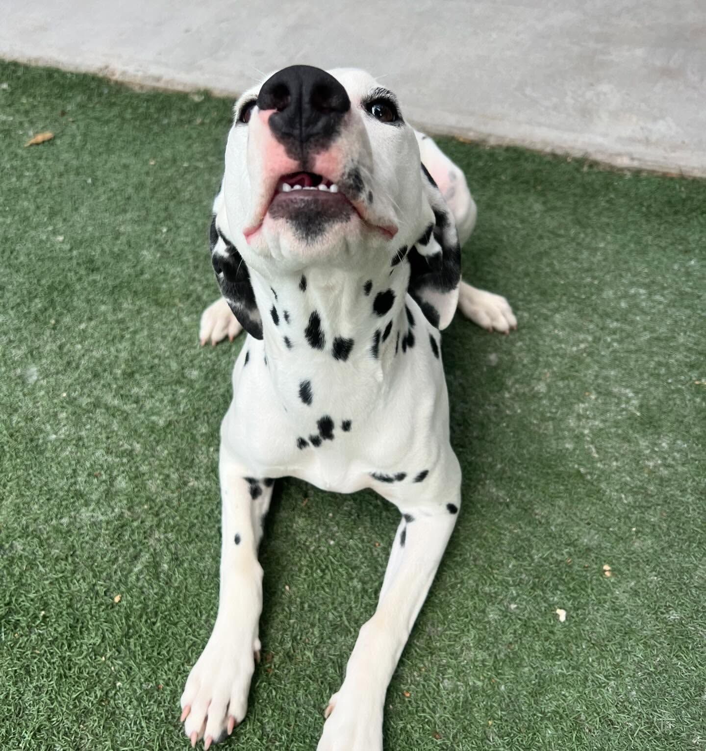 A dalmatian dog appears to be barking or howling