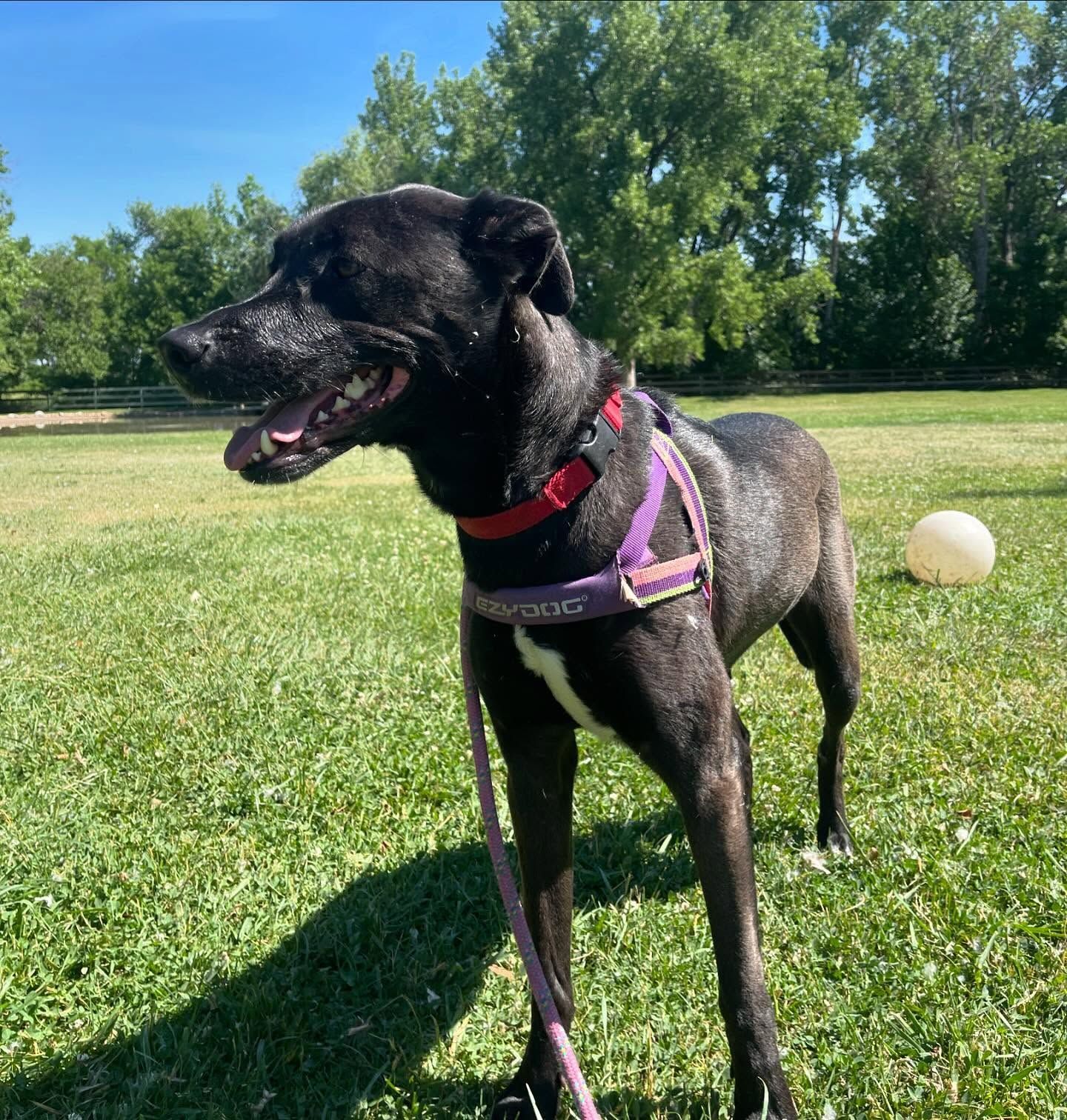 A black dog wearing a purple harness is standing on a grassy field
