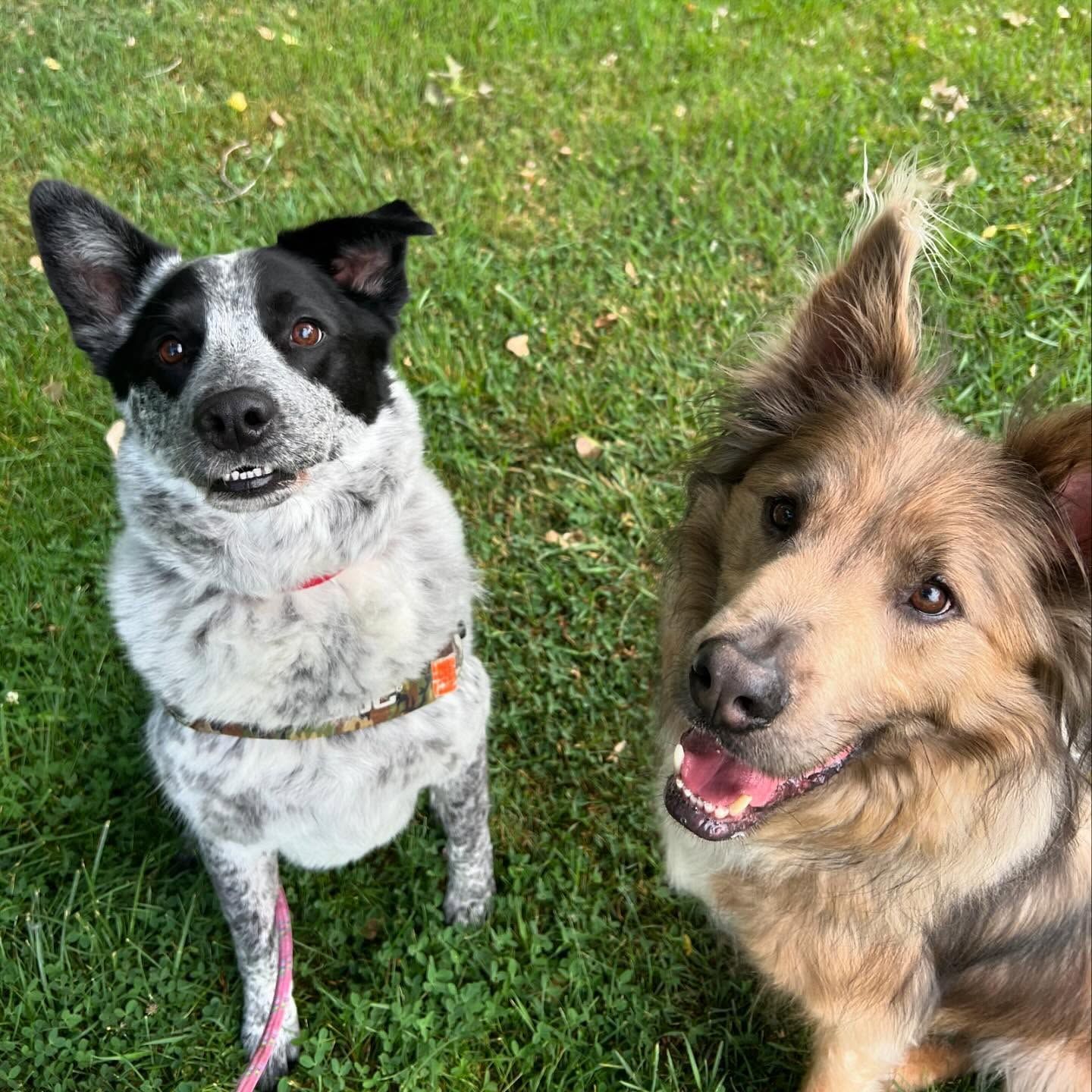 Two dogs are sitting on the grass and looking up at the camera