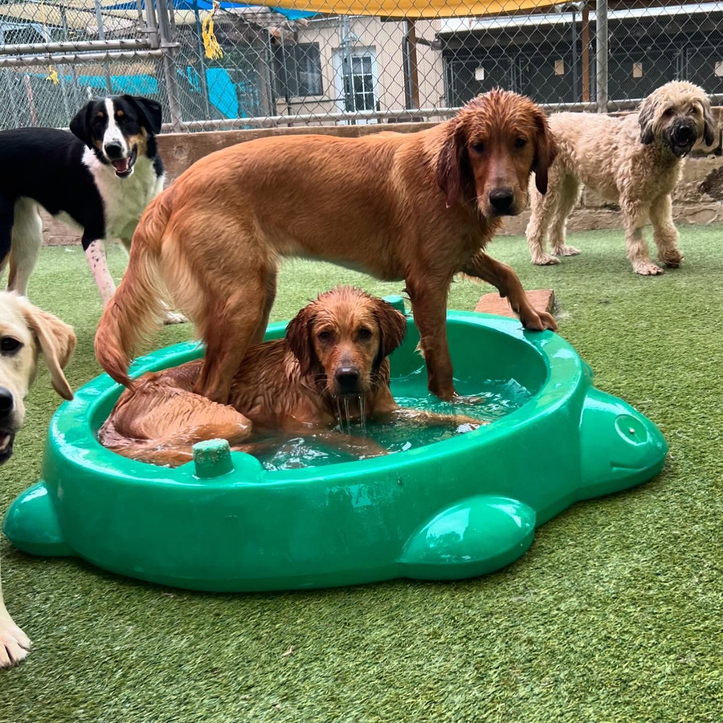 A group of dogs are playing in a green bathing tub
