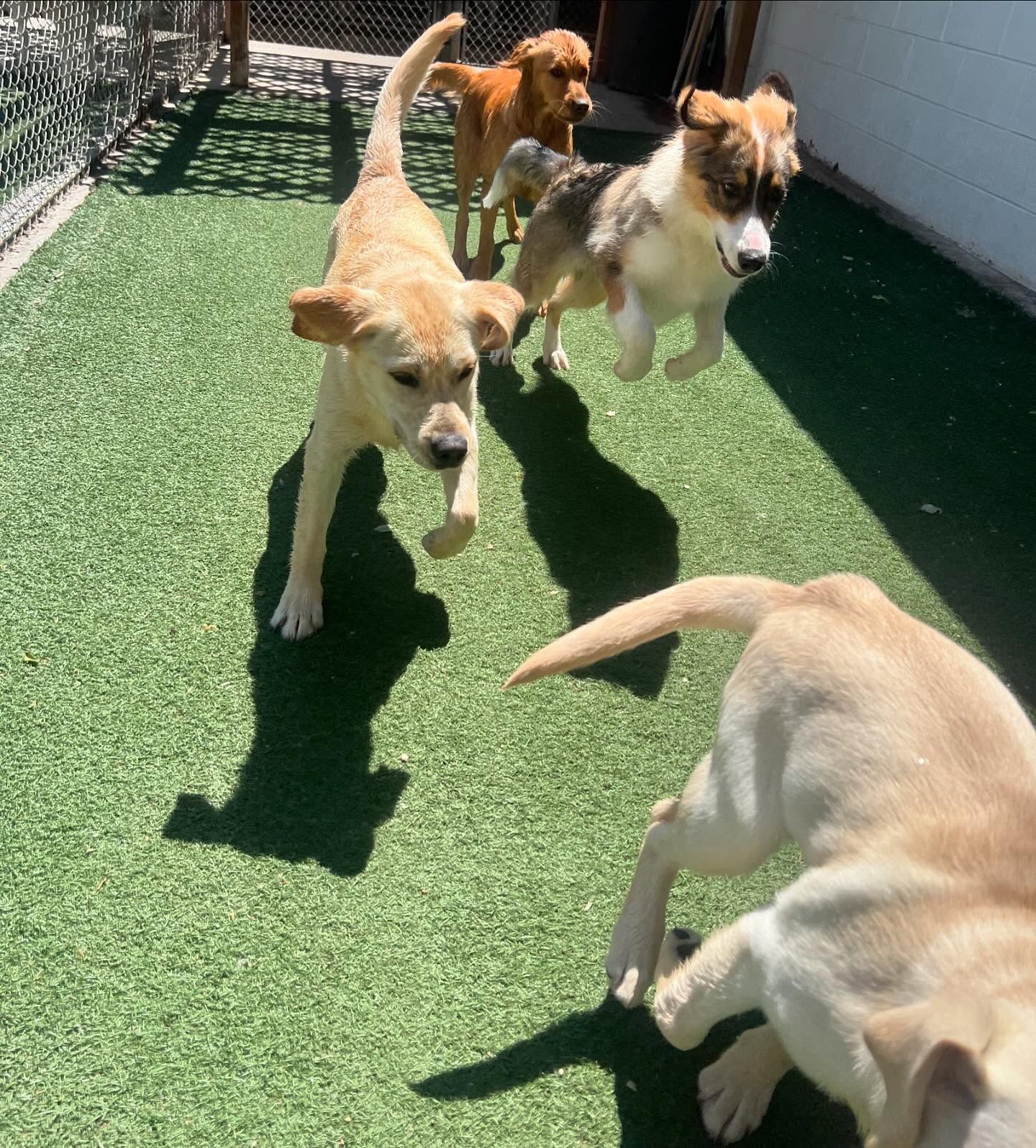 A group of dogs are playing on a lush green lawn