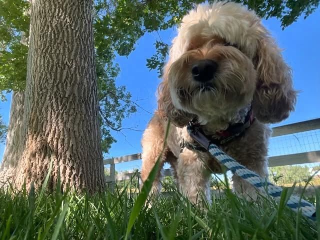 A small dog on a leash is standing on the grass near a tree