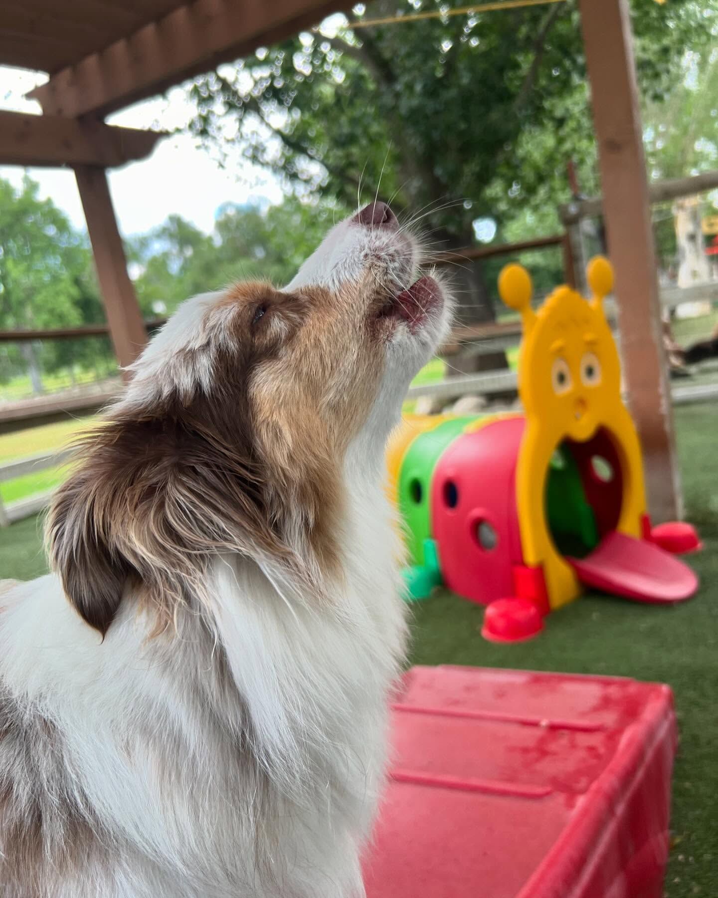 A dog is looking up at a toy in a playground