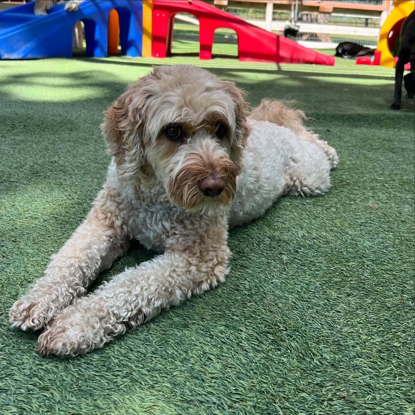 A small dog is laying on the grass in a playground