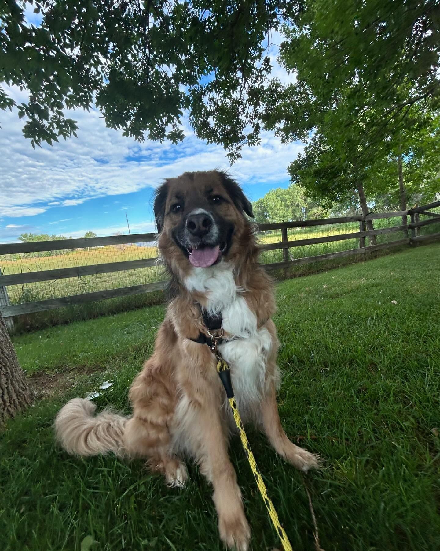 A brown and white dog is sitting on the grass under a tree