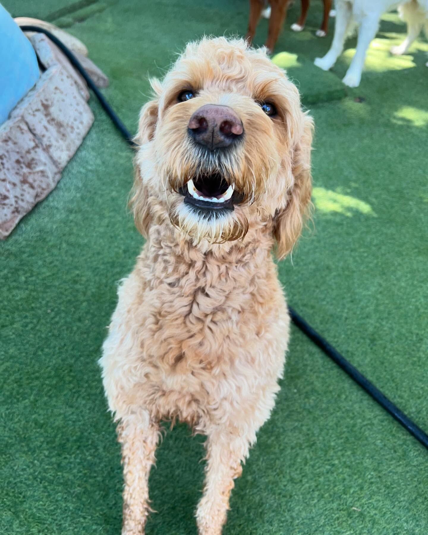A small brown dog is standing on a grassy field and looking up at the camera