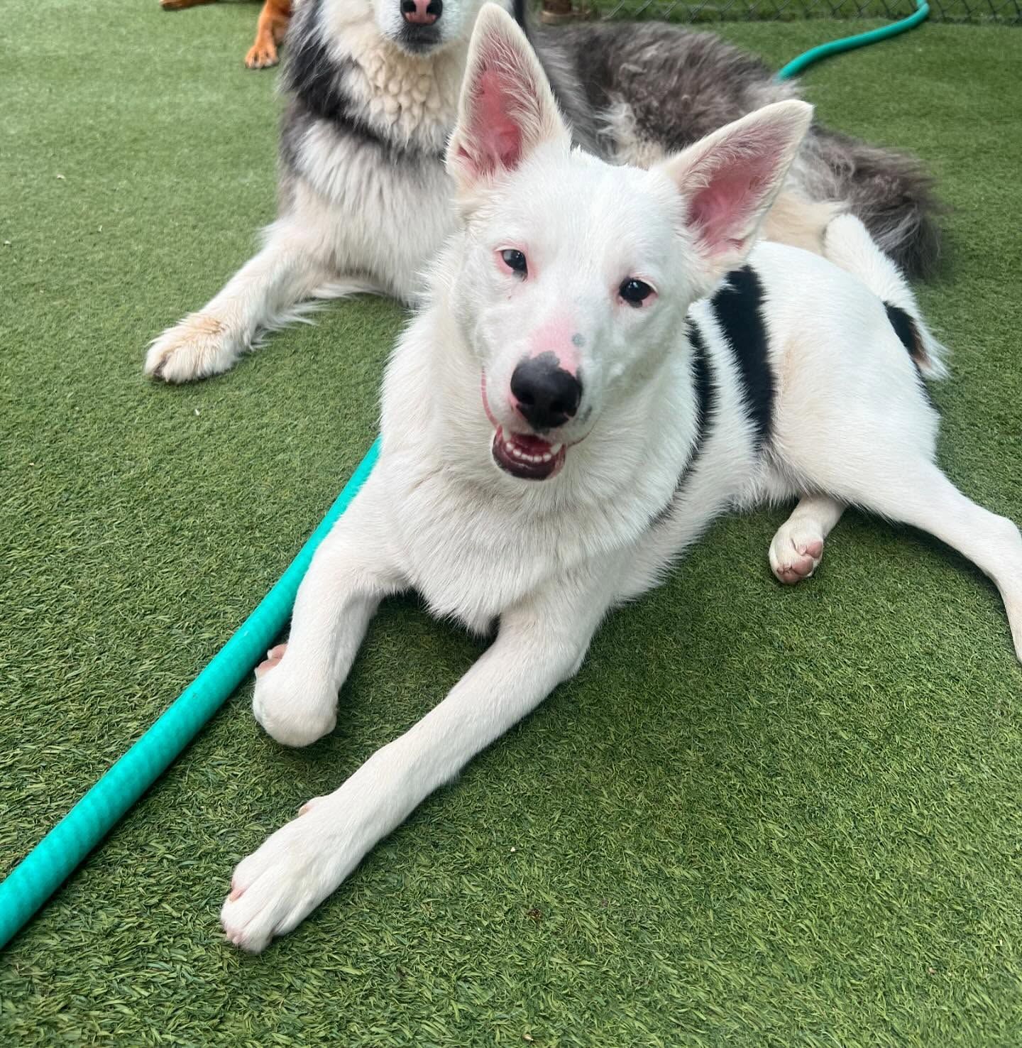 Two dogs are laying on the grass next to a hose