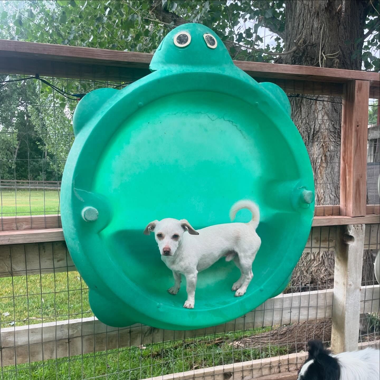 A small white dog is standing in a green turtle shaped pool