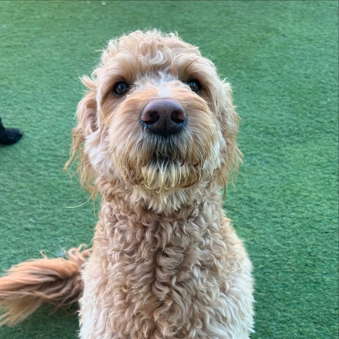 A close up of a dog sitting on top of a grassy field
