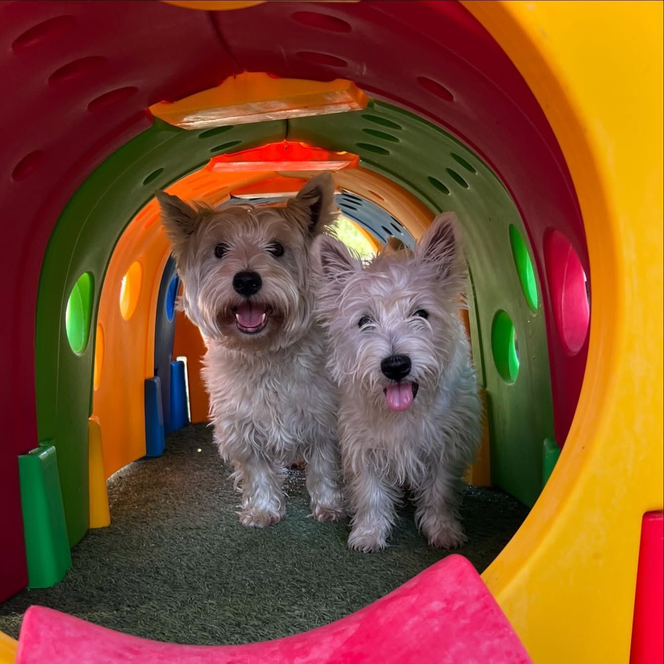 Two small white dogs are standing in a colorful tunnel