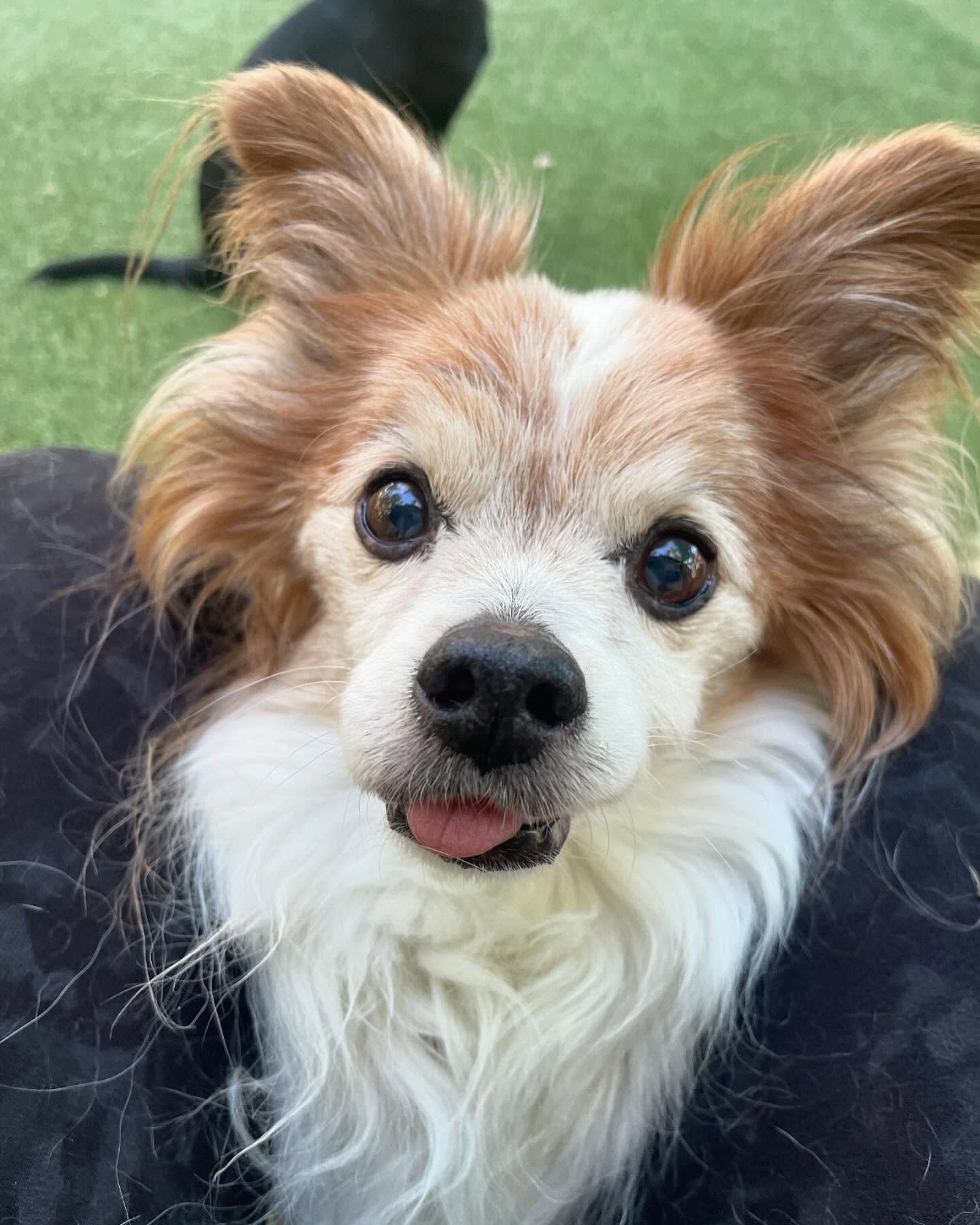 A small brown and white dog is sitting on a person's lap and looking at the camera