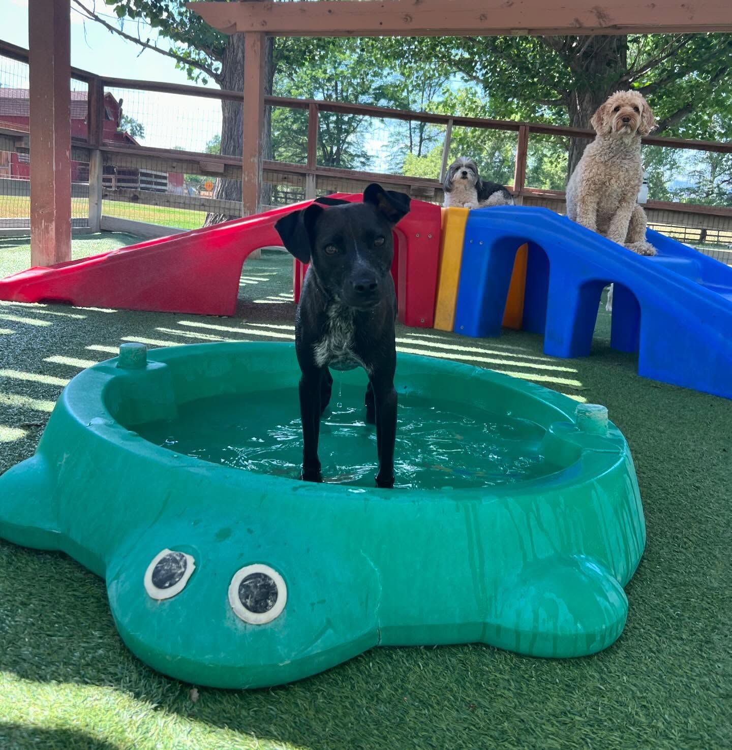 A black dog is standing in a turtle shaped pool