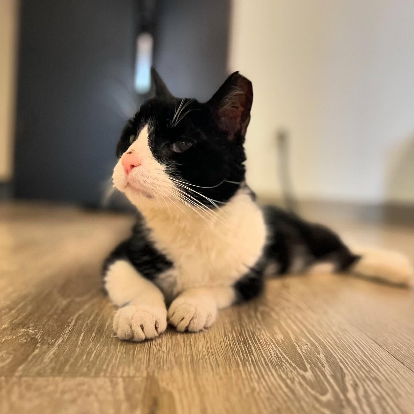 A black and white cat laying on a wooden floor