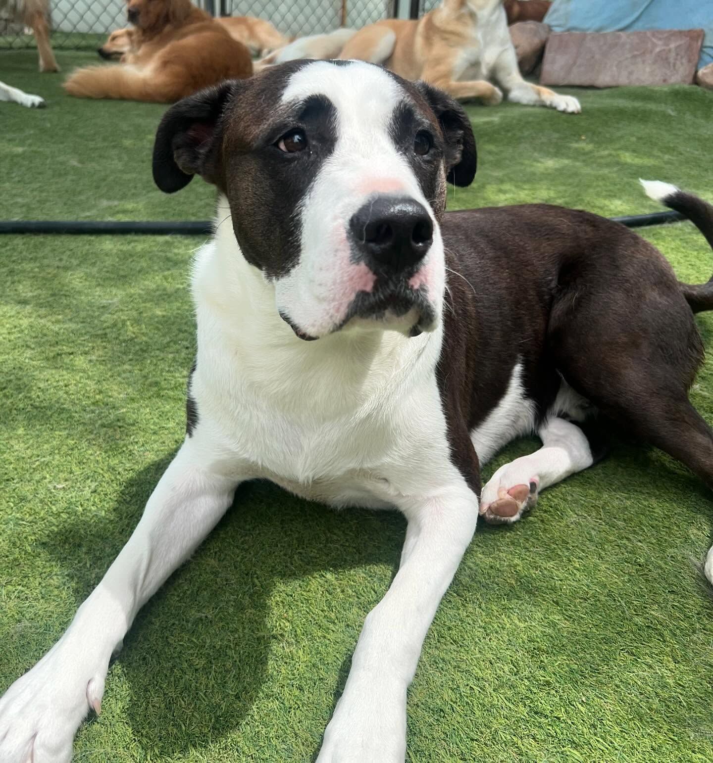 A black and white dog is laying on the grass