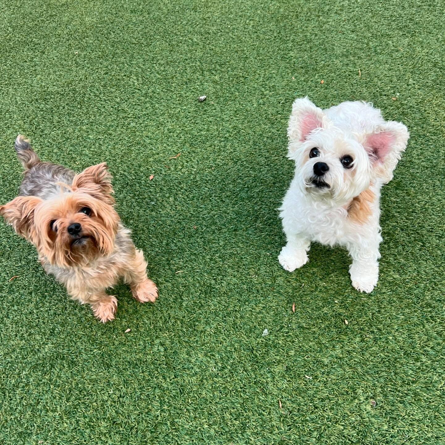 Two small dogs are standing next to each other on a lush green field