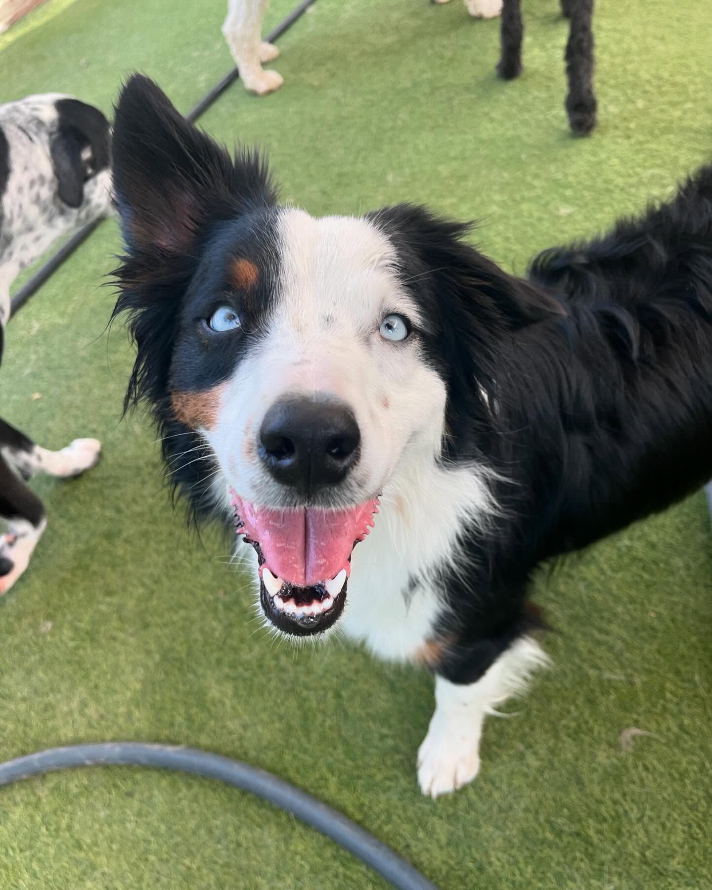 A black and white Border Collie dog with blue eyes