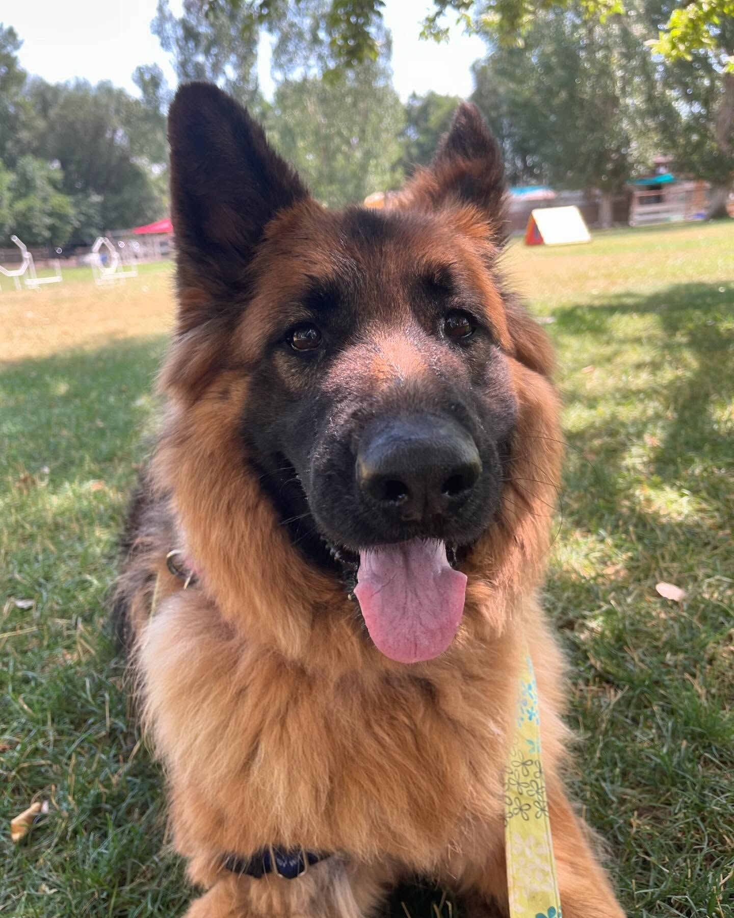 A German Shepherd dog is laying in the grass with its tongue hanging out