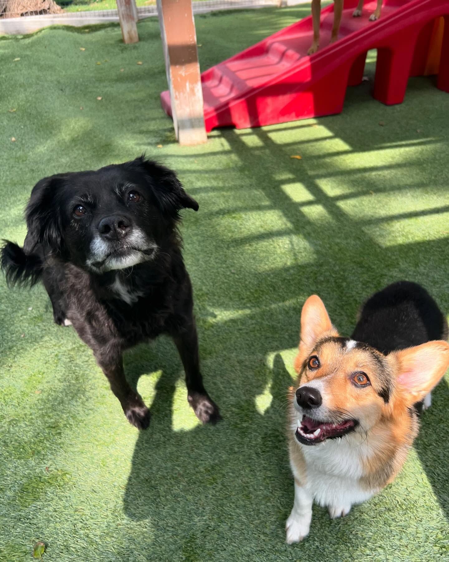 Two dogs are standing next to each other on a grassy field