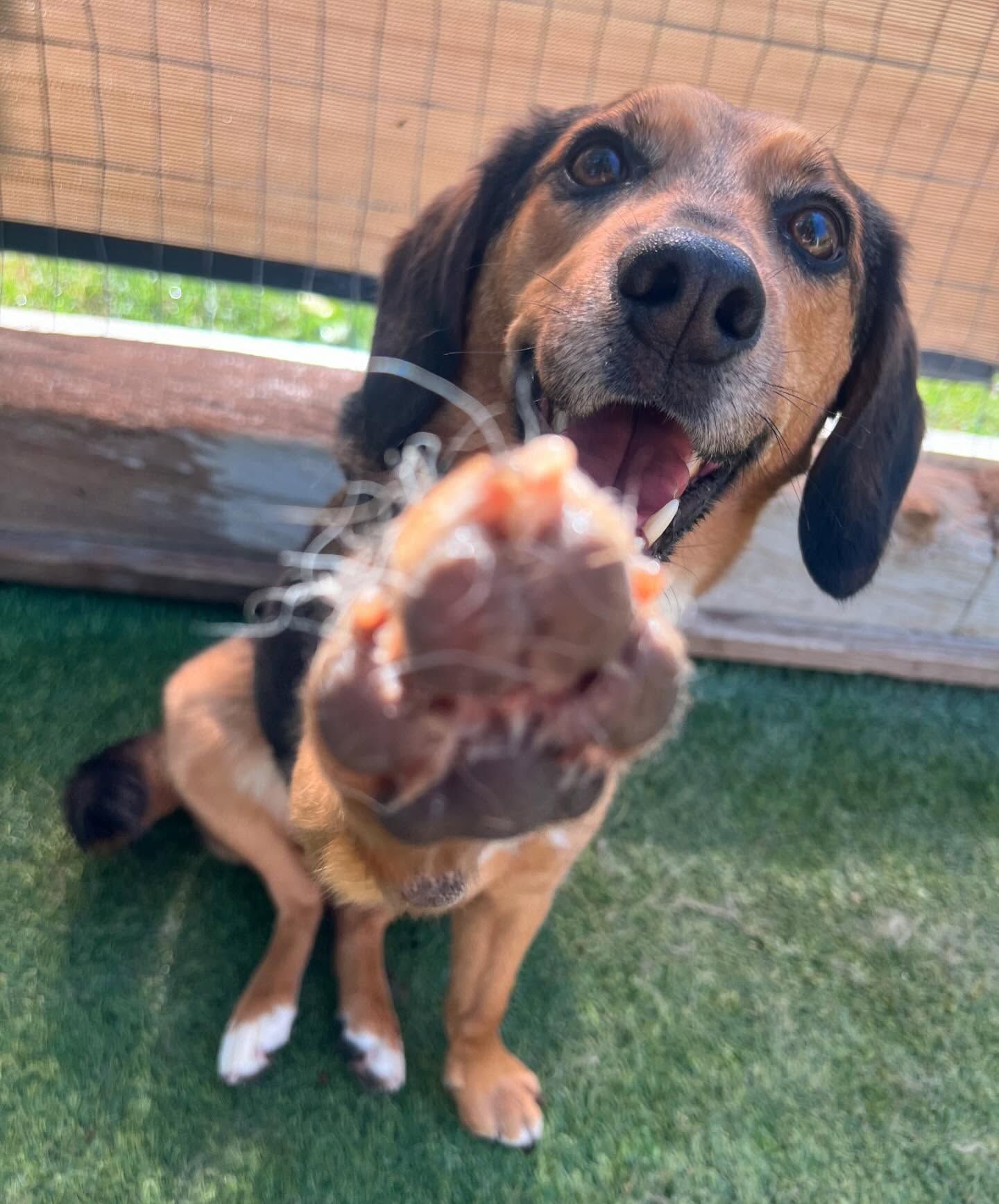 A brown and black dog is giving a high five
