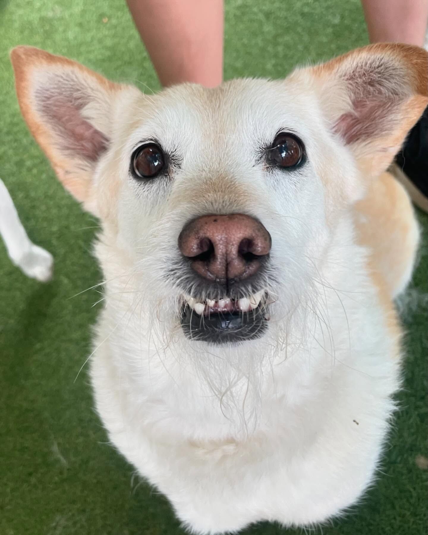 A close up of a dog looking up at the camera