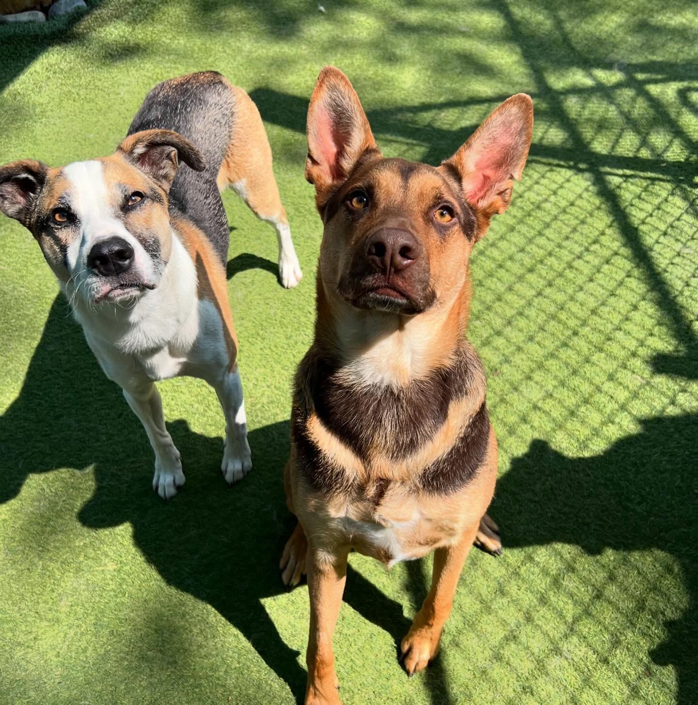 Two dogs are standing next to each other